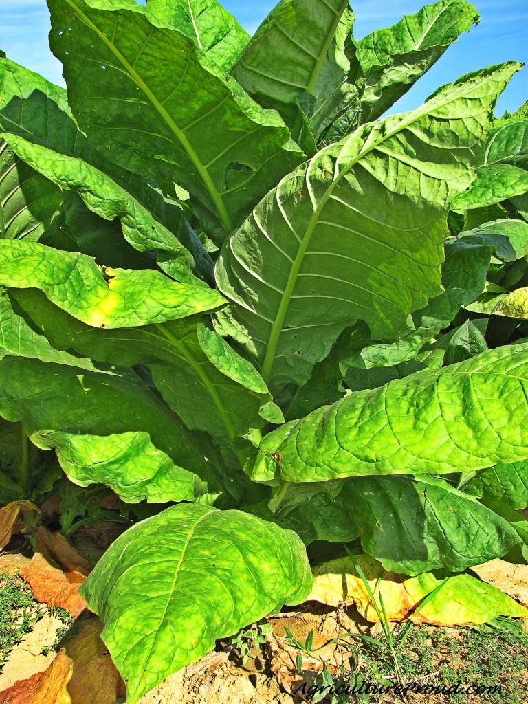 InDepth Facts About The Tobacco Plant The Cigar Store